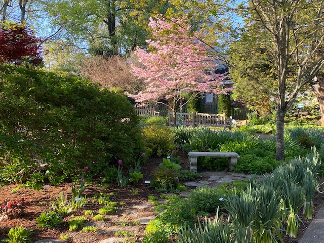 Ruth_Robinson_s_pink_dogwood